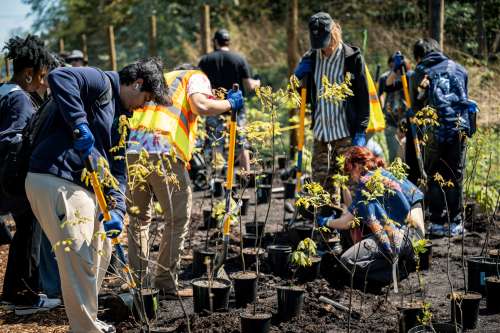 Small pots of baby trees and people planting them.