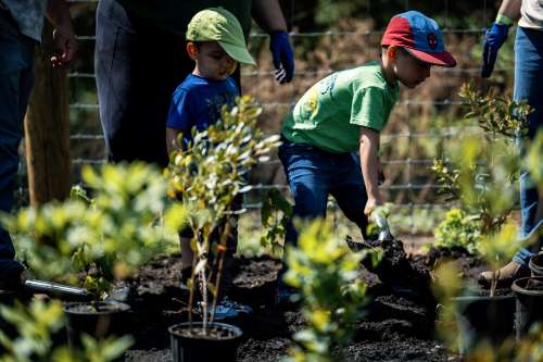Child height view of children in baseball caps planting trees with adults in background.