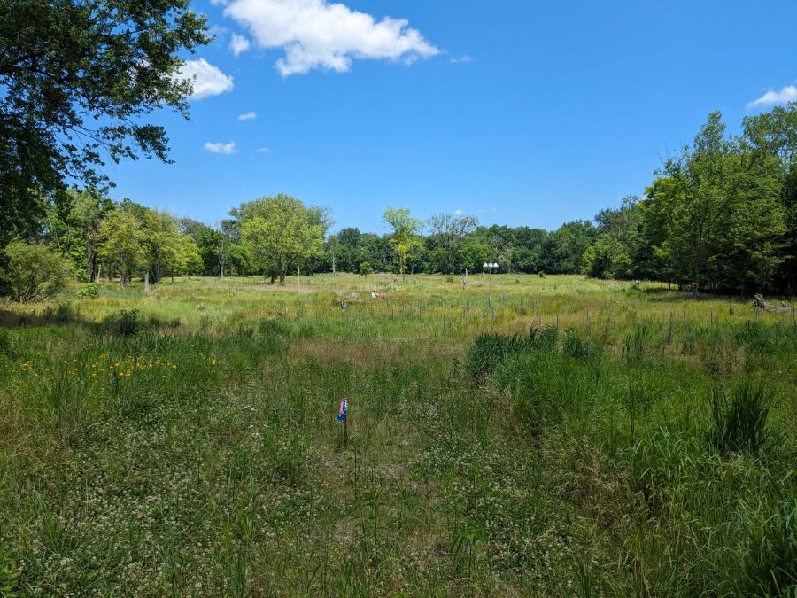 Grassy meadow surrounded by trees