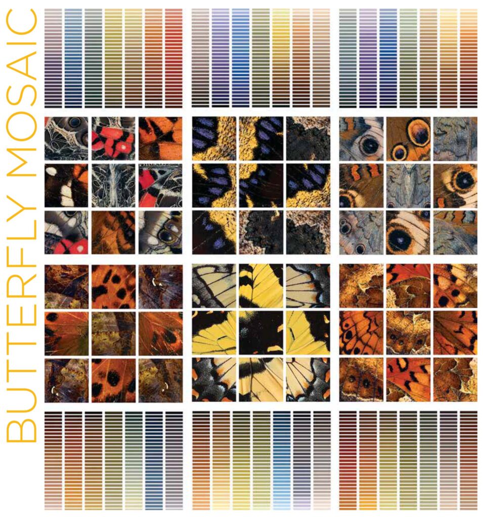 Collage of photos showing close views of colorful butterfly wings. Under each is a palette of colors picked from the group of photos above.