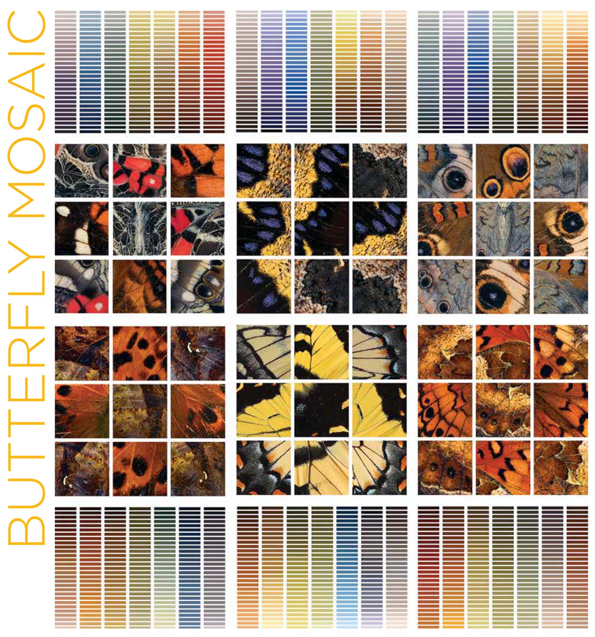 Collage of photos showing close views of colorful butterfly wings. Under each is a palette of colors picked from the group of photos above.