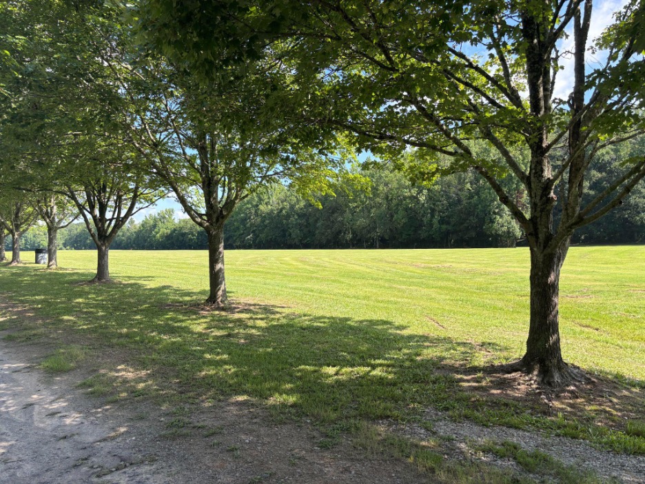Line of trees in front of grassy lawn with wooded area in background.