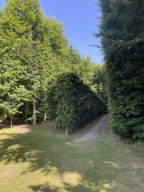 Various height woody plants in rows with dirt path between rows.